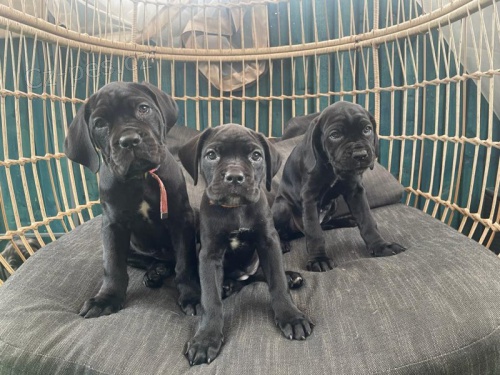 Prod�m modro�ern� �t��ata italsk�ho Cane Corso