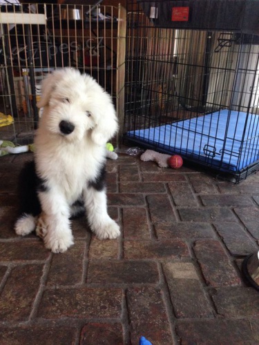 �t��ata portugalsk�ho vodn�ho psa k adopci