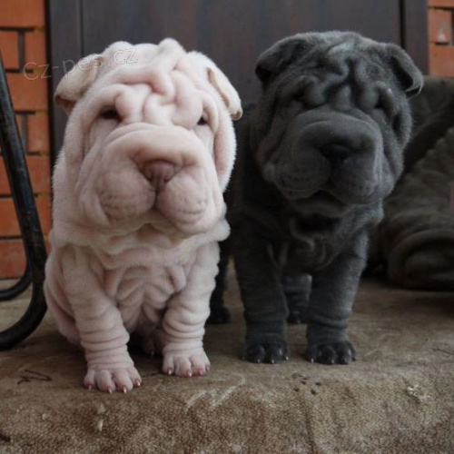Prod�m ��nsk� o�kovan� �t��ata Shar-pei.