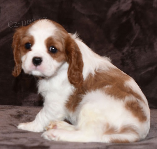 Prod�m �t��ata kaval�r King Charles �pan�l.