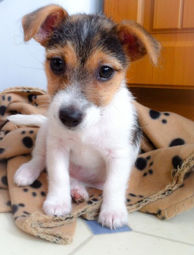 Prod�m zdrav� �t��ata jack russell teri�ra.