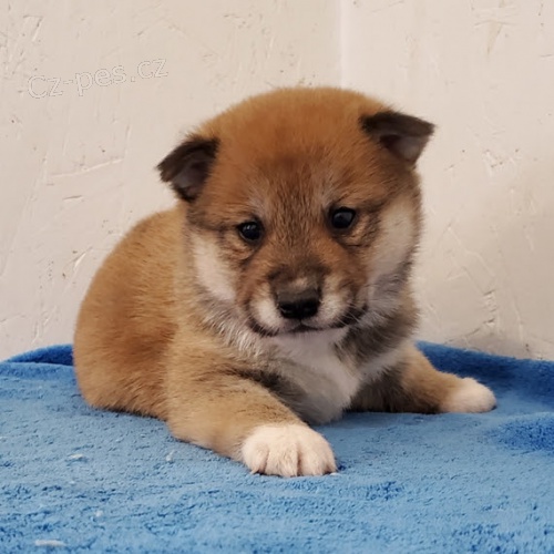 Prod�m miniaturn� �t��ata shiba inu