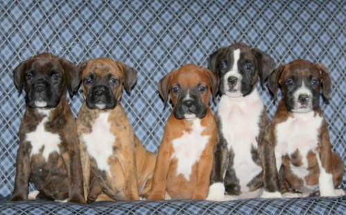 Prod�m �t��ata n�meck�ho boxera.