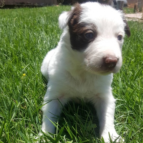 Prod�m �t��ata border kolie