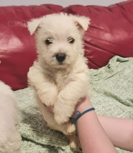Prod�m �t��ata West Highland White Terriers