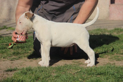 Prod�m kr�sn� �t��ata mini anglick�ho bulteri�ra.