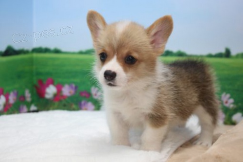 Prod�m �t��ata Pembroke Welsh Corgi.