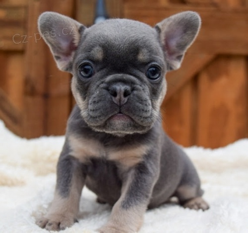 Prod�m �t��ata francouzsk�ho buldo�ka.