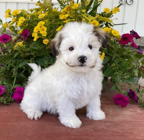 Prod�m roztomil� a zdrav� �t���tka havanese.