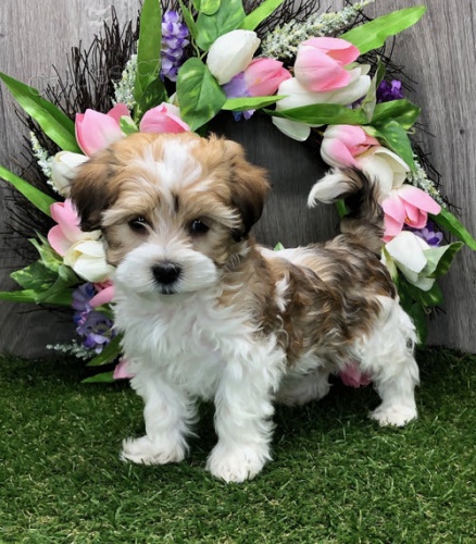 �t��ata havanese na prodej.
