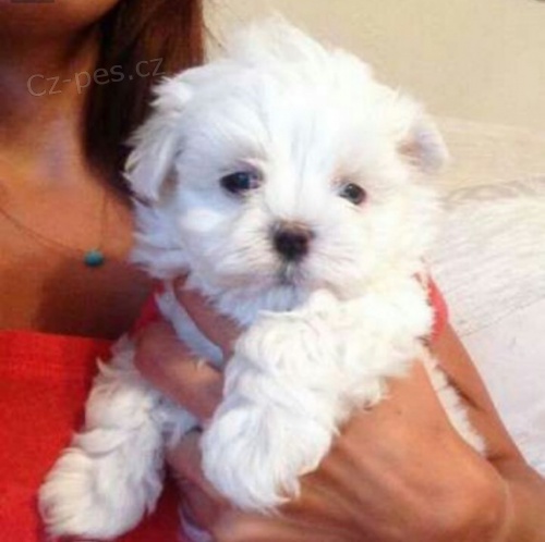 PROD�M O�KOVAN� sn�hov� b�l� �t���tka mini malt�z�k�.