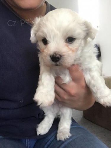 Prod�m mini �t���tka malt�z�ka.