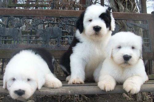 zdrav� �t��ata star� anglick� ov��k na prodej