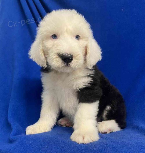 star� anglick� ov��k