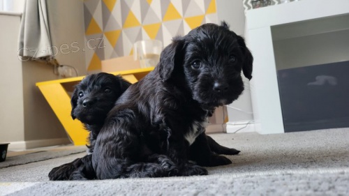 �ern� SCHNOOODLES �t��ata na prodej