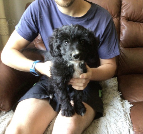Prod�m �t��ata POODLE MIX COLLIE (Colliepoo nebo Colliedoodle).