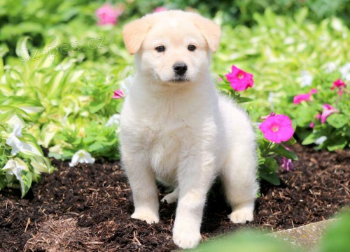 Prod�m �t��ata Samusky