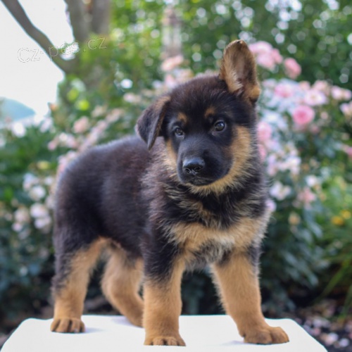 Prod�m �t��ata n�meck�ho ov��ka