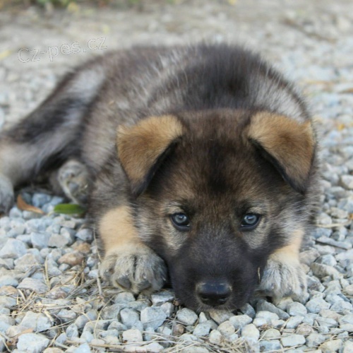 Prod�m �t��ata n�meck�ho ov��ka