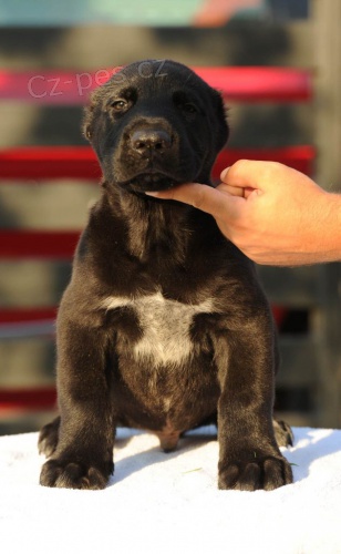 St�edoasijsk� ov��k �t��ata