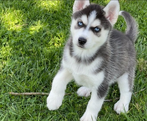 Sibi�sk� husky �t��ata na prodej