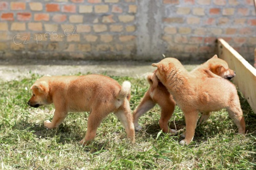 Shiba Inu �t��ata na prodej