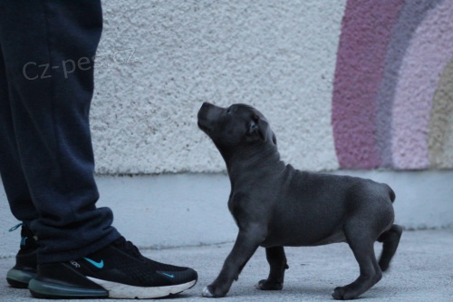 Staford�irsk� bulteri�r na prodej