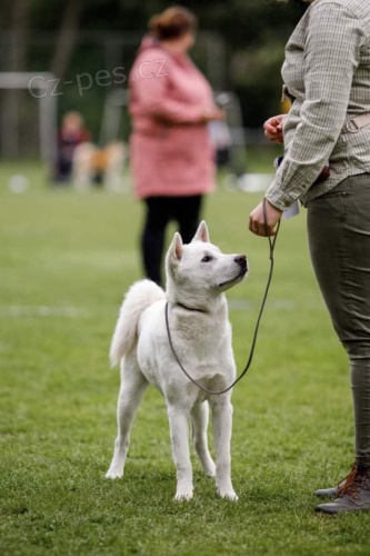 Kishu Inu - japonsk� plemeno