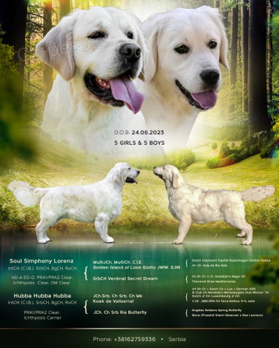 Zlat� retriever �t��ata