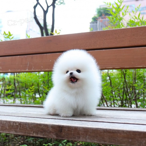 Mini pomeranian - �tenata Fenku