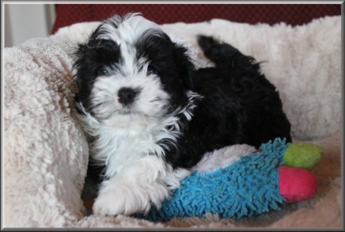 Rusk� barevn� bolonka - nab�z�me �t���tka