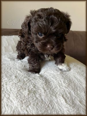 Rusk� barevn� bolonka - nab�z�me �t���tka