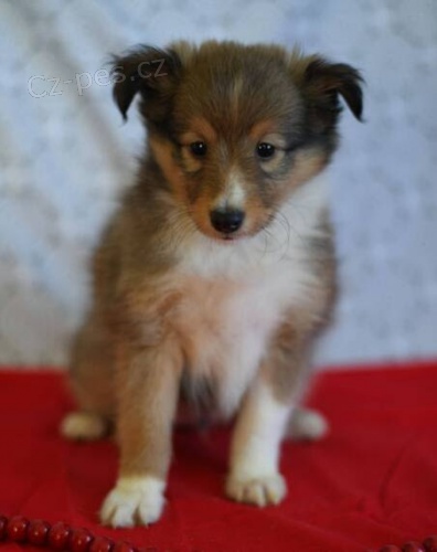 Prod�m �t��ata shetlandsk�ho ov��ka o�kovan� a od�erven�.   