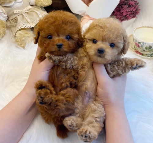 TOY �t��ata pudla k adopci.