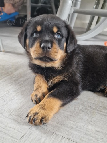 �t��ata rotvajlera na prodej.