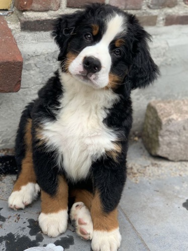 Prod�m �t��ata Bernedoodle.