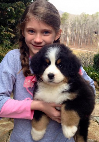 Prod�m �t��ata bernsk�ho sala�nick�ho psa.