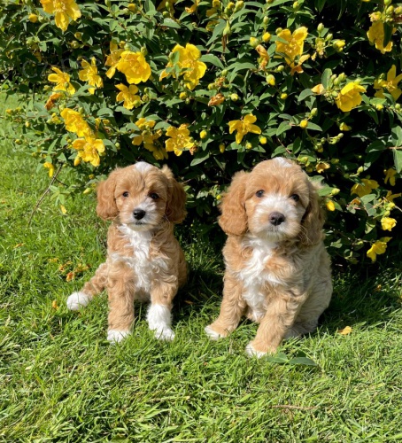 Prod�m �t��ata Cavapoo.
