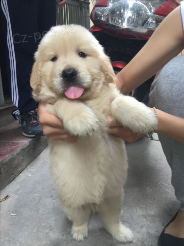 Prod�m �t��ata labradorsk�ho retr�vra.