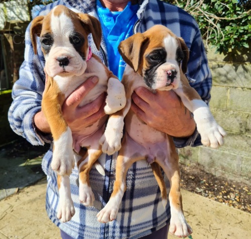 Prod�m �t��ata n�meck�ho boxera.