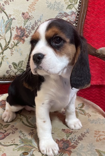 �t��ata b�gla na prodej.