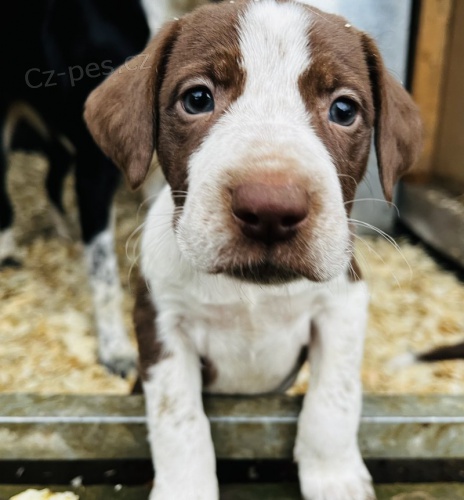 Prod�m �t��ata n�meck�ho kr�tkosrst�ho oha�e