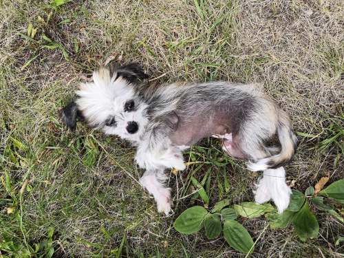 ��nsk� chocholat� pes 