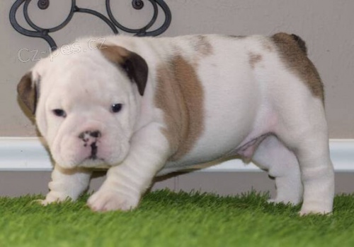 Prod�m �t��ata anglick�ho buldo�ka