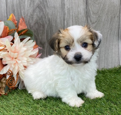 Prod�m �t��ata MINI havanese.