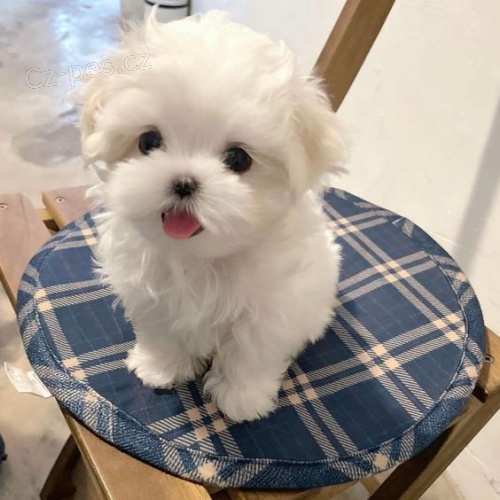 malt�zsk� �t��ata na prodej.