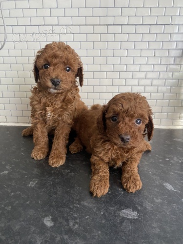 Prod�m �t��ata mini toy pudla