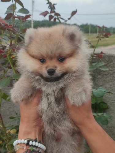 pomeranian kr�sn� psy