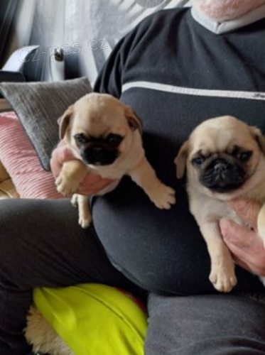 Mops �t��ata bez PP