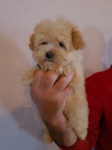 Maltipoo �t��ata